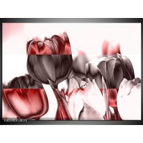 Glas schilderij Tulp | Rood, Wit, Bruin 