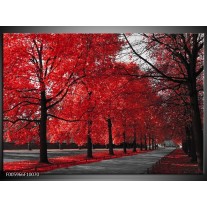 Foto canvas schilderij Bomen | Rood, Grijs, Wit 