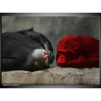 Foto canvas schilderij Aap | Grijs, Rood, Wit 