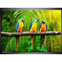 Foto canvas schilderij Vogels | Groen, Oranje, Blauw 
