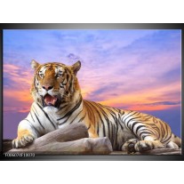 Foto canvas schilderij Tijger | Bruin, Wit, Blauw 