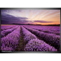 Foto canvas schilderij Lavendel | Paars 