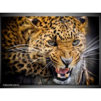 Foto canvas schilderij Luipaard | Bruin, Zwart 