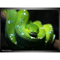 Foto canvas schilderij Natuur | Groen, Zwart 