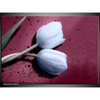 Glas schilderij Tulpen | Paars, Blauw 