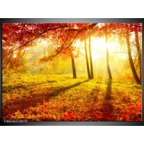 Foto canvas schilderij Natuur | Bruin, Geel, Rood 