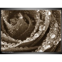 Glas Schilderij Bloem, | Sepia