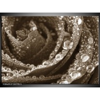 Glas Schilderij Bloem, Roos | Sepia