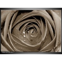 Glas Schilderij Bloem, Roos | Sepia