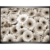 Glas Schilderij Gerbera, Bloemen | Sepia