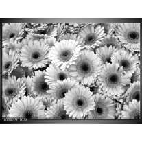 Canvas Schilderij Gerbera, Bloemen | Zwart, Grijs