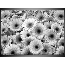 Glas Schilderij Gerbera, Bloemen | Zwart, Grijs