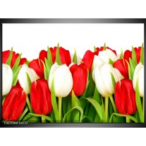 Canvas Schilderij Tulpen, Bloemen | Rood, Wit, Groen