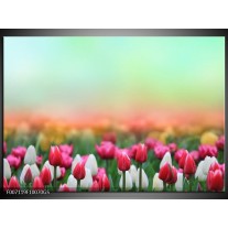 Glas Schilderij Tulpen, Bloemen | Groen, Roze, Wit