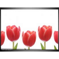 Canvas Schilderij Tulpen, Bloemen | Wit, Rood, Groen