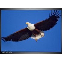 Canvas Schilderij Adelaar, Vogel | Blauw, Wit, Zwart