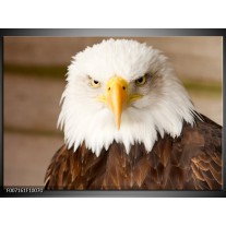 Canvas Schilderij Adelaar, Vogel | Bruin, Wit, Geel
