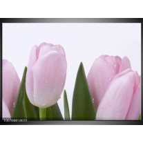 Canvas Schilderij Tulpen, Bloemen | Roze, Wit