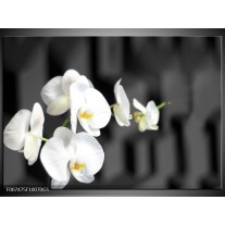 Glas Schilderij Orchidee, Bloemen | Zwart, Wit