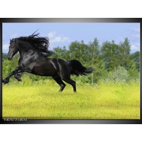 Canvas Schilderij Paard, Dieren | Zwart, Groen