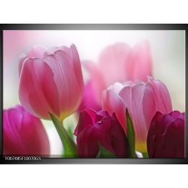 Glas Schilderij Tulpen, Bloemen | Roze, Paars