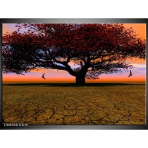 Glas schilderij Boom | Bruin, Oranje, Zwart
