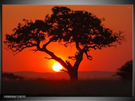 Foto canvas schilderij Boom | Rood, Geel, Zwart