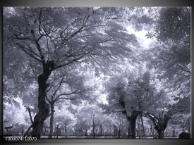 Foto canvas schilderij Bomen | Wit, Zwart, Grijs