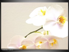 Foto canvas schilderij Orchidee | Creme, Wit, Geel