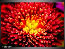 Foto canvas schilderij Natuur | Rood, Geel