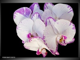 Glas schilderij Orchidee | Paars, Zwart, Wit