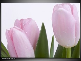 Glas schilderij Tulpen | Roze, Wit, Groen