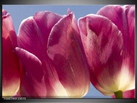 Foto canvas schilderij Tulpen | Wit, Paars