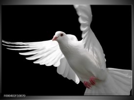 Glas schilderij Vogel | Wit, Zwart, Grijs