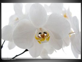 Glas schilderij Orchidee | Wit, Geel,, Zwart