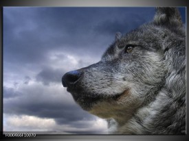 Foto canvas schilderij Wolf | Grijs, Blauw, Wit