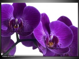 Foto canvas schilderij Orchidee | Paars, Wit, Zwart