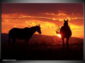 Foto canvas schilderij Paarden | Zwart, Geel, Oranje
