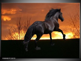 Foto canvas schilderij Paard | Zwart, Geel, Bruin