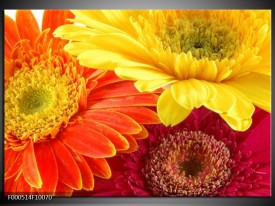 Foto canvas schilderij Bloem | Geel, Oranje, Rood