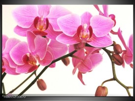 Foto canvas schilderij Orchidee | Rood, Wit, Zwart