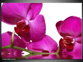 Glas schilderij Orchidee | Paars, Wit, Groen