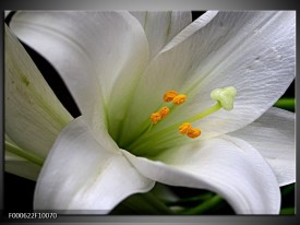 Foto canvas schilderij Bloem | Wit, Oranje, Zwart