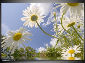 Glas schilderij Natuur | Blauw, Wit, Groen