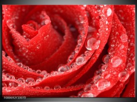 Foto canvas schilderij Roos | Rood, Wit