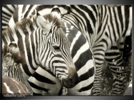 Foto canvas schilderij Zebra | Zwart, Wit, Grijs