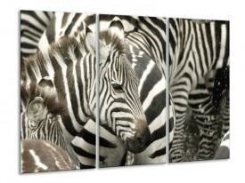 Glas schilderij Zebra | Zwart, Wit, Grijs | 120x80cm 3Luik