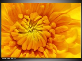 Foto canvas schilderij Bloem | Oranje, Wit, Geel