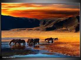 Glas schilderij Paarden | Oranje, Rood, Blauw