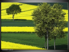 Foto canvas schilderij Boom | Groen, Geel, Wit